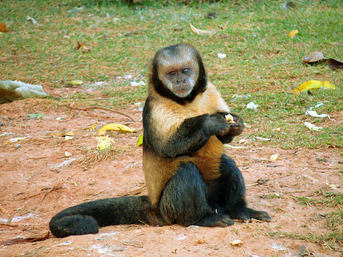 Golden-bellied capuchin